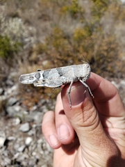 Leprus