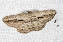 Scioglyptis loxographa