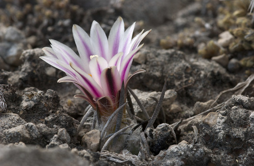 Turbinicarpus schmiedickeanus ssp. schmiedickeanus