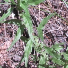 Parietaria pensylvanica