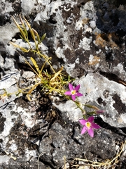 Zeltnera beyrichii
