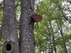 Cerioporus squamosus