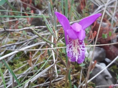 Arethusa bulbosa