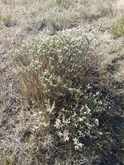 Eriogonum effusum