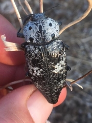 Capnodis miliaris