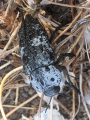 Capnodis miliaris