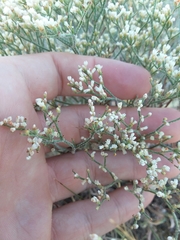Eriogonum effusum