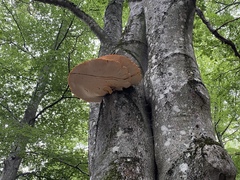 Cerioporus squamosus