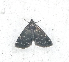 Idia scobialis