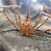 False Arrow Crab - Photo (c) Mike Gigliotti, some rights reserved (CC BY-NC), uploaded by Mike Gigliotti