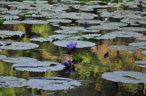 Nymphaea nouchali