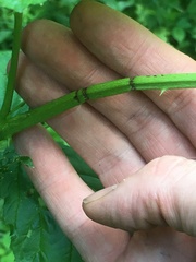 Oberea perspicillata