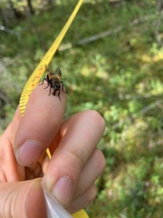 Mesembrina decipiens