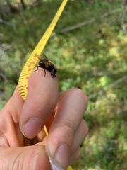 Mesembrina decipiens