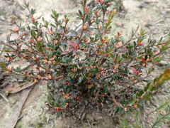 Micrantheum demissum