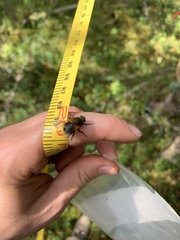 Mesembrina decipiens