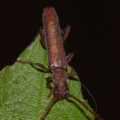 Aneflomorpha lineare