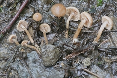 Laccaria ohiensis