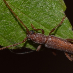 Aneflomorpha lineare