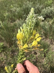 Oenothera clelandii