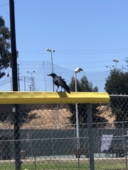 Corvus brachyrhynchos