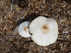 Chlorophyllum molybdites image