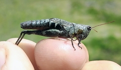 Chloealtis conspersa