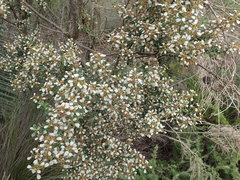 Spyridium spathulatum