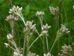 Antennaria parlinii fallax