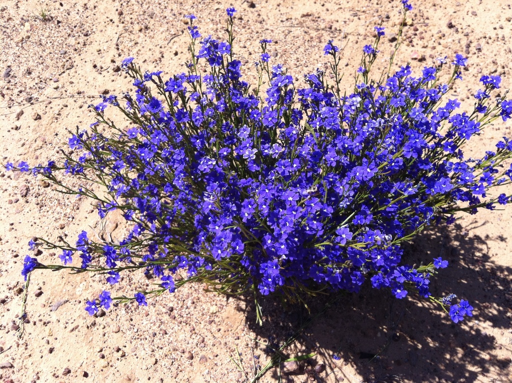 Dampiera sacculata