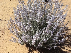 Dasymalla terminalis