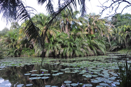 Nymphaea nouchali