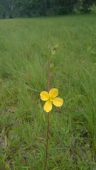 Ludwigia virgata