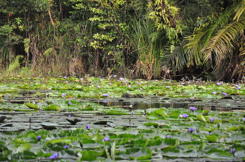 Nymphaea nouchali