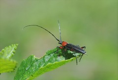 Stenosphenus sobrius