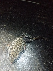 Lithobates areolatus