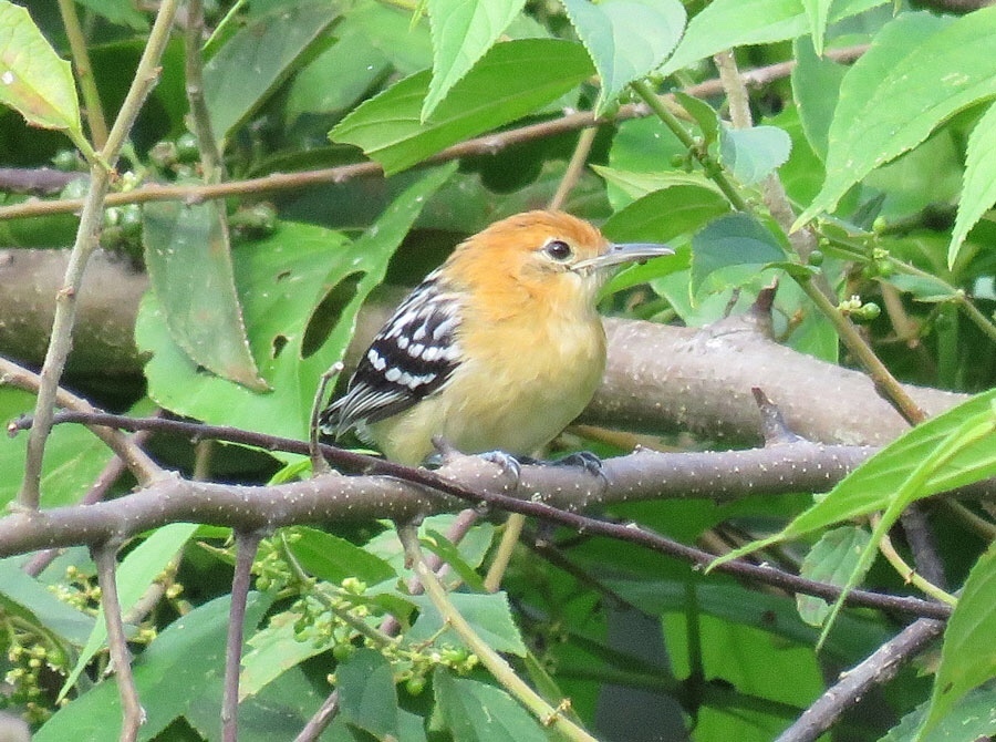 Pacific Antwren