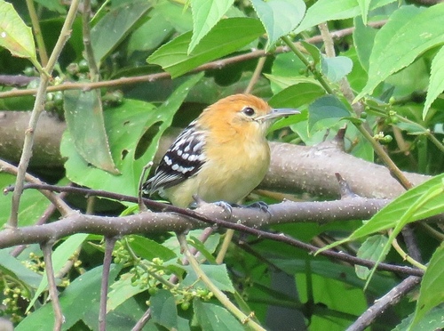 Myrmotherula pacifica Hellmayr, 1911