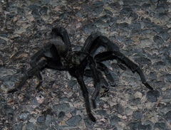 Aphonopelma gabeli