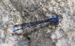 Argia lacrimans
