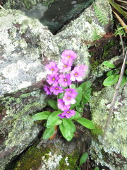 Primula rusbyi