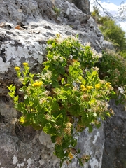 Perityle lindheimeri