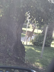 Odocoileus virginianus