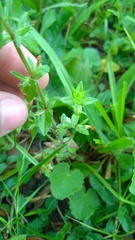 Gratiola pilosa