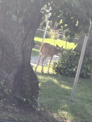 Odocoileus virginianus