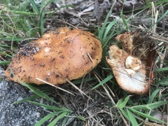 Russula ventricosipes