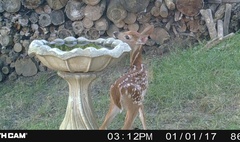 Odocoileus virginianus