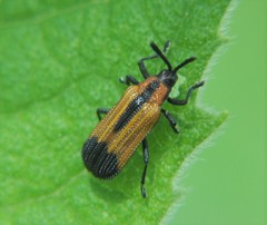 Pentispa melanura