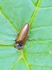 Hemicrepidius pallidipennis