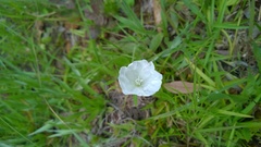 Stylisma humistrata